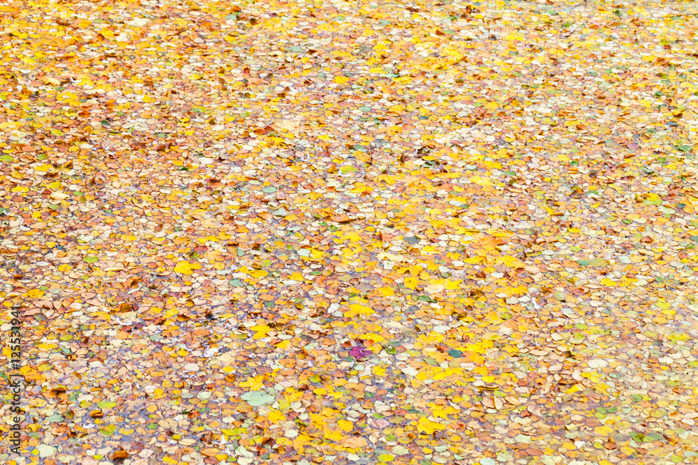 Fallen autumn leaves covering water Fallen autumn leaves covering water