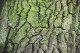 Old tree bark with green lichen