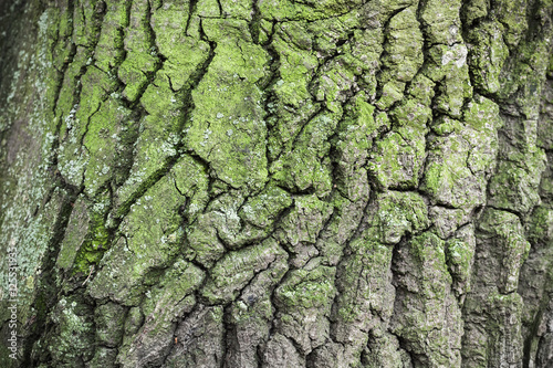Old tree bark with green lichen