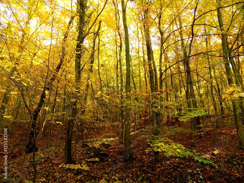 Yellow colorful leaves on deciduous trees in deciduous forest in wild nature during autumn © majo1122331