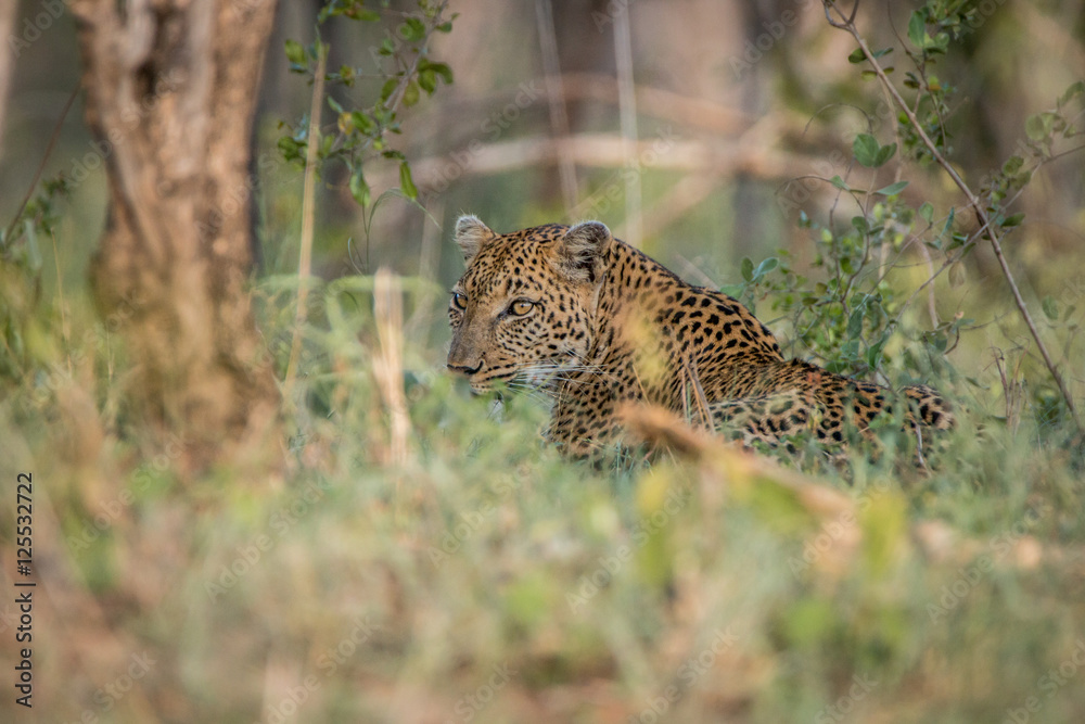 Obraz premium Leopard laying in the grass.