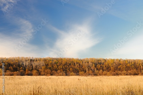 Autumn field and forest against blue sky with clouds