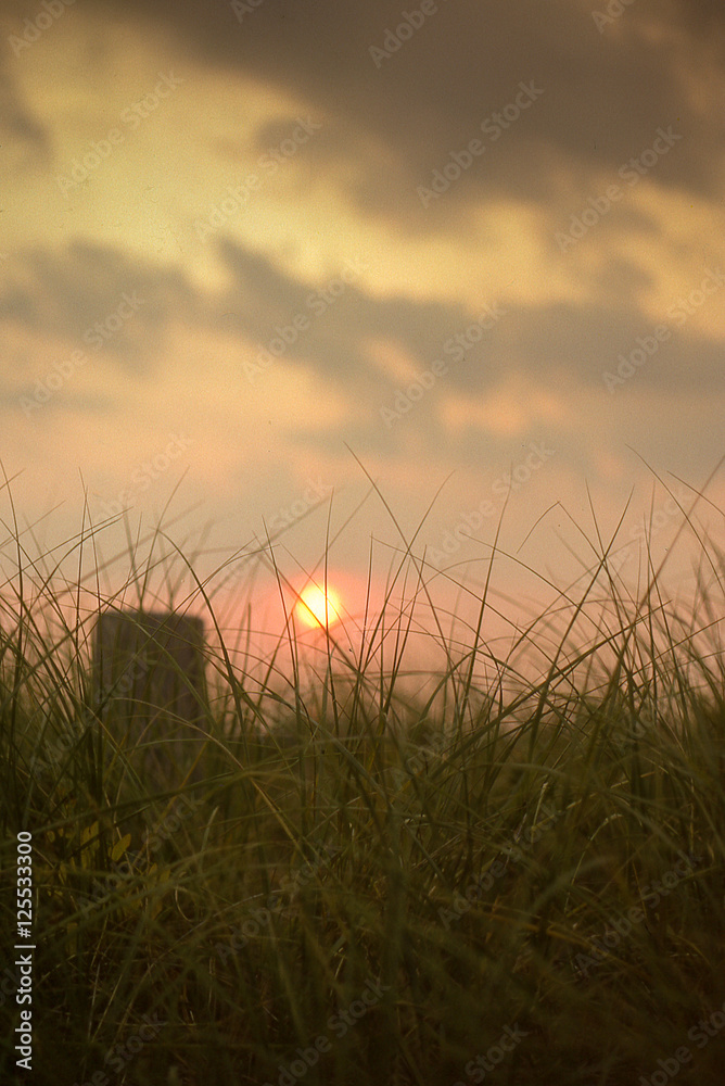 sunset through the grass