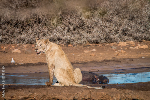 Lion sitting next to a waterhole.