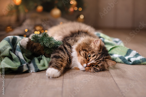Fototapeta Naklejka Na Ścianę i Meble -  Tabby and happy cat. Christmas season 2017, new year
