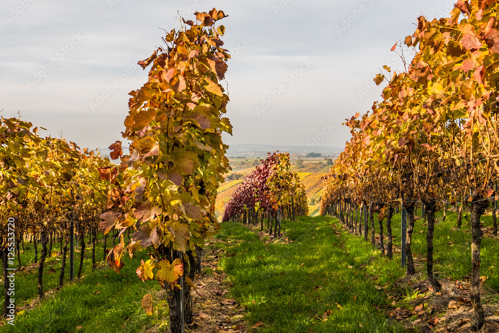 Fototapeta premium Weinberge im Herbst