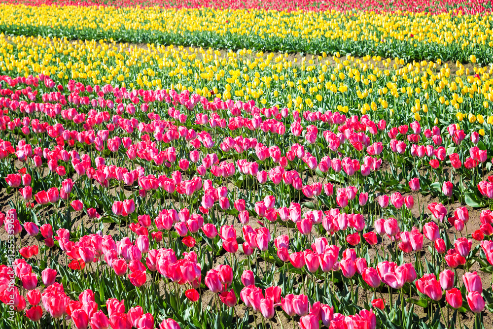Colorful Field of Tulips