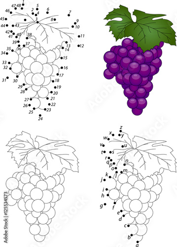 Bunch of grapes isolated on white. Coloring book and dot to dot