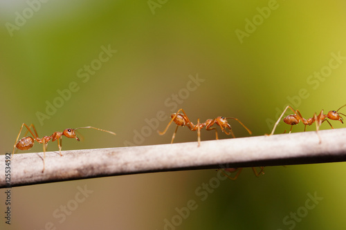 Three red ants walking in line on a branch of tree. Bluring background. Selective focus. © pongchan
