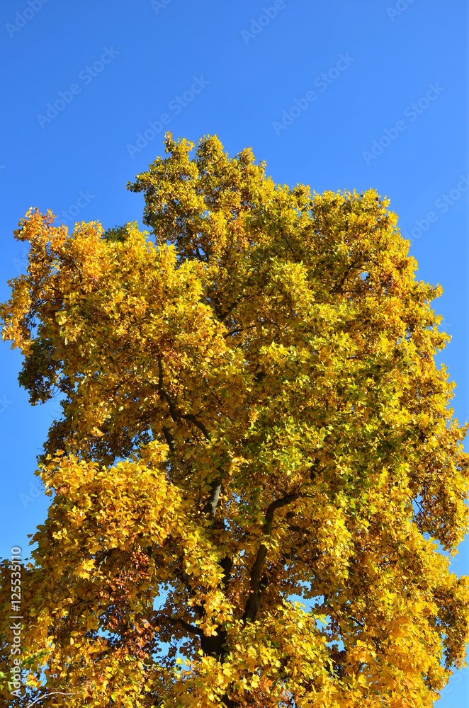 Fototapeta premium Herbst