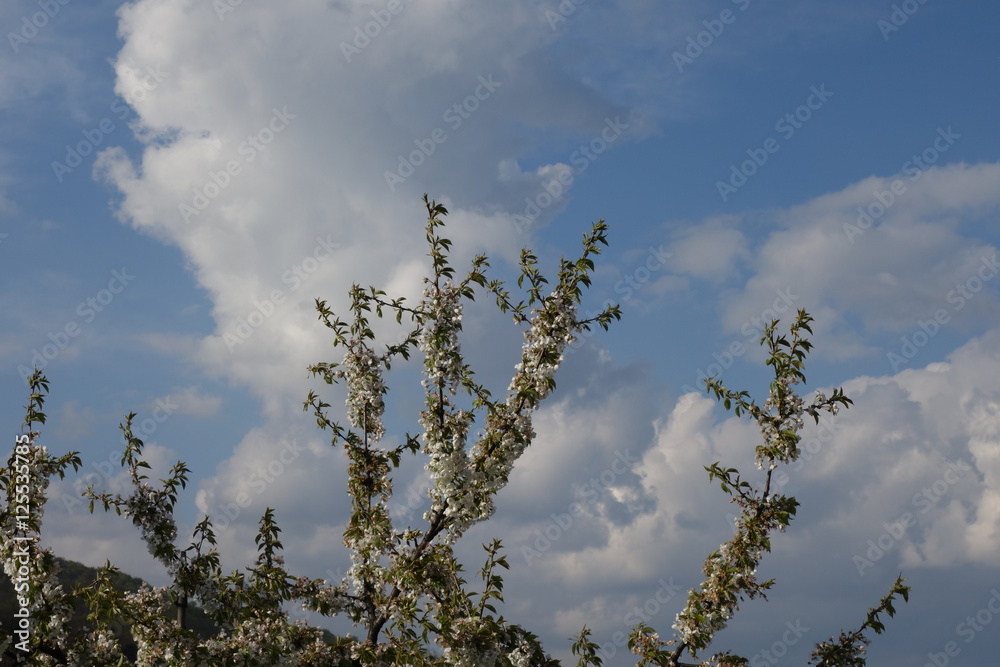 Obraz premium Clouds in the blue sky