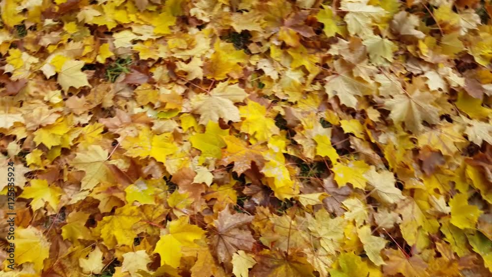 Herbstlaub Herbstlaub