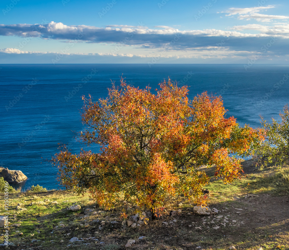 Bright autumn tree over Black Sea. Crimea