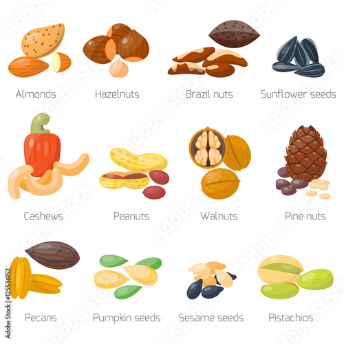 Different nuts vector set.