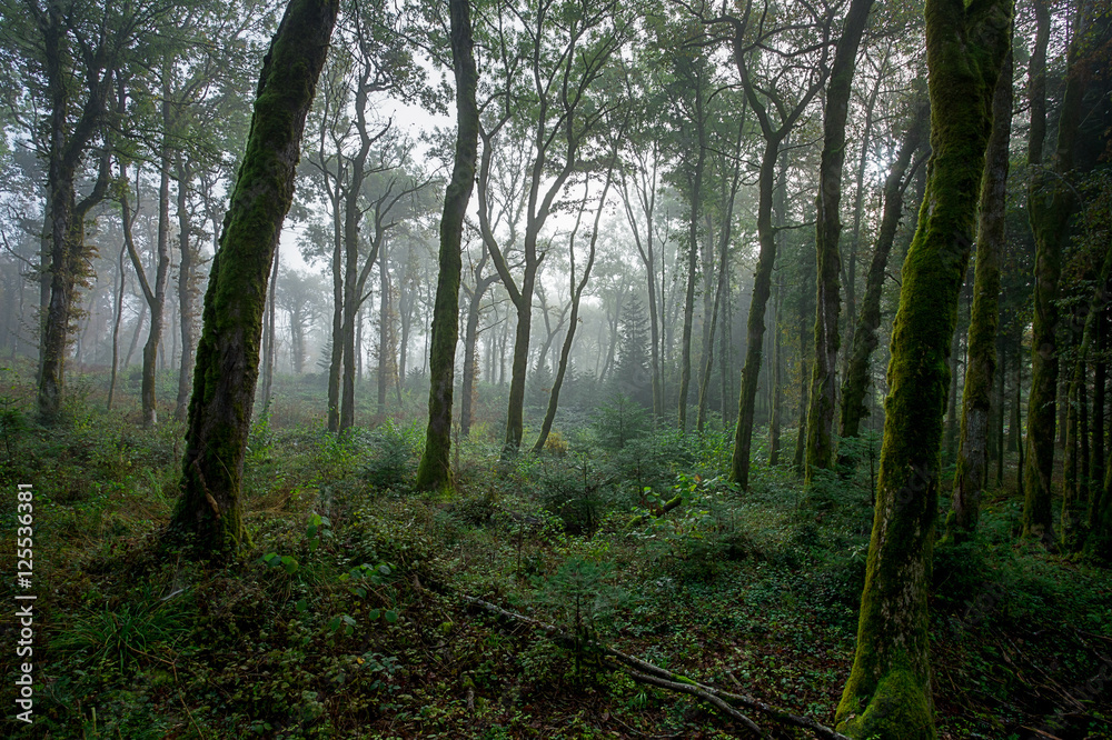 une forêt de grands troncs en automne sous le brouillard une forêt de grands troncs en automne sous le brouillard