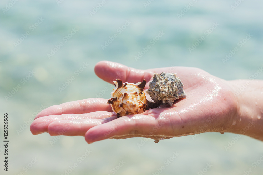 Seashell in woman hands Seashell in woman hands
