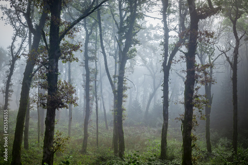 de grands troncs d'arbre sous un brouillard bleuté