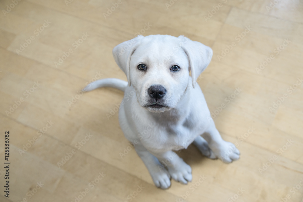 süßer junger labrador retriever hund mit großen augen Stock Photo | Adobe  Stock