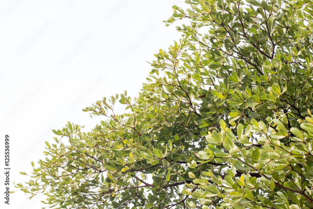 Fototapeta premium green treetop with sky,copy space,small leaf of treetop from natural