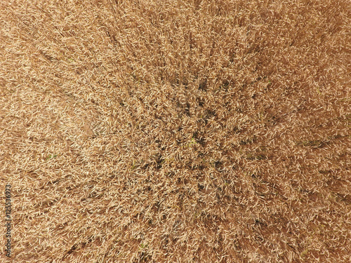 field of wheat, a top view