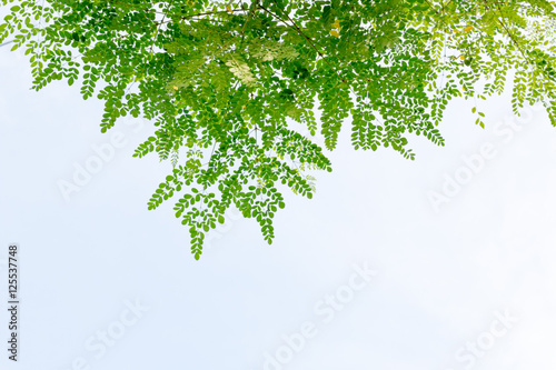 Fototapeta Naklejka Na Ścianę i Meble -  group of green leaf and sky,cloud and blue sky,green leaf from garden,green leaf make oxygen,copy space.