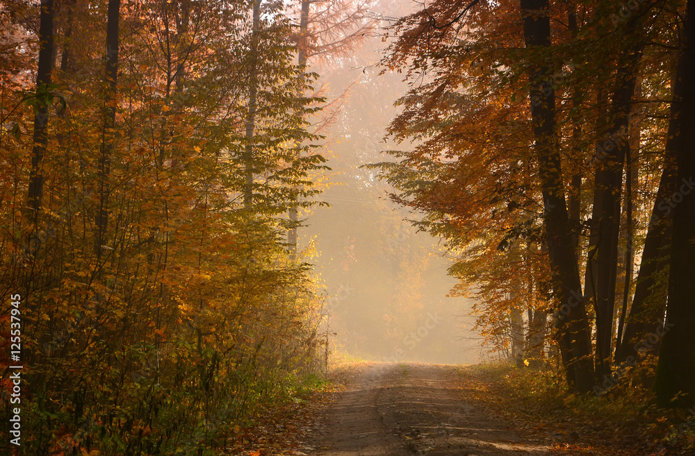Autumn foggy forest Autumn foggy forest