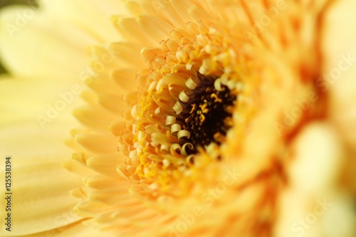 Fototapeta Naklejka Na Ścianę i Meble -  blüte zitronengelb I