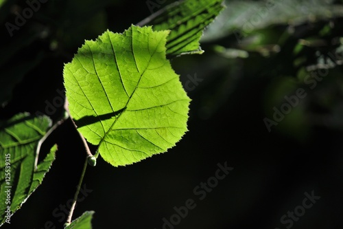 Leaf details