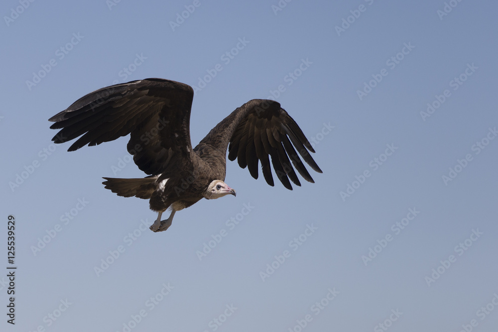 Hooded Vultures in Savuti Botswana Africa Hooded Vultures in Savuti Botswana Africa
