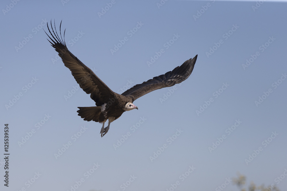 Hooded Vultures in Savuti Botswana Africa