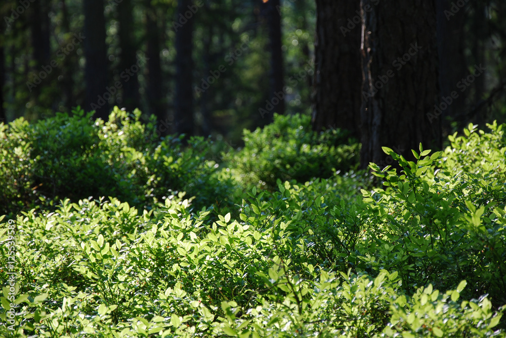 Pine tree forest with fresh green ground Pine tree forest with fresh green ground