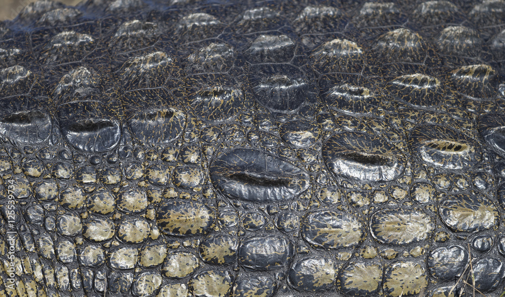 Closeup of Nile Crocodile in Botswana Africa Closeup of Nile Crocodile in Botswana Africa