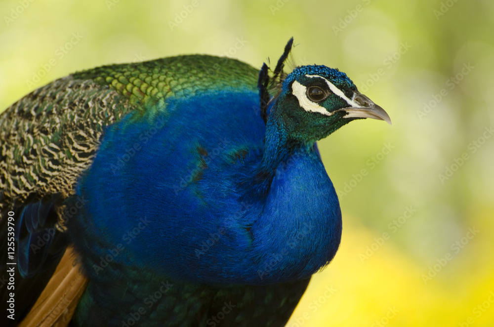 Obraz premium peacock, bird, feathers