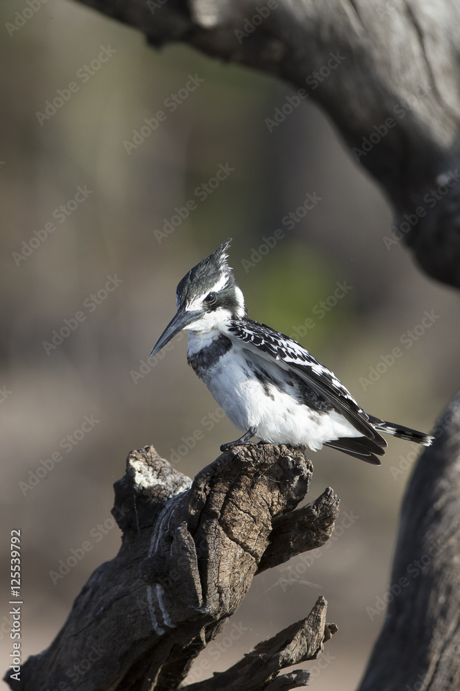Pied Kingfisher on the CHobe River in Botswana Africa Pied Kingfisher on the CHobe River in Botswana Africa