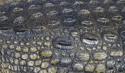 Closeup of Nile Crocodile in Botswana Africa