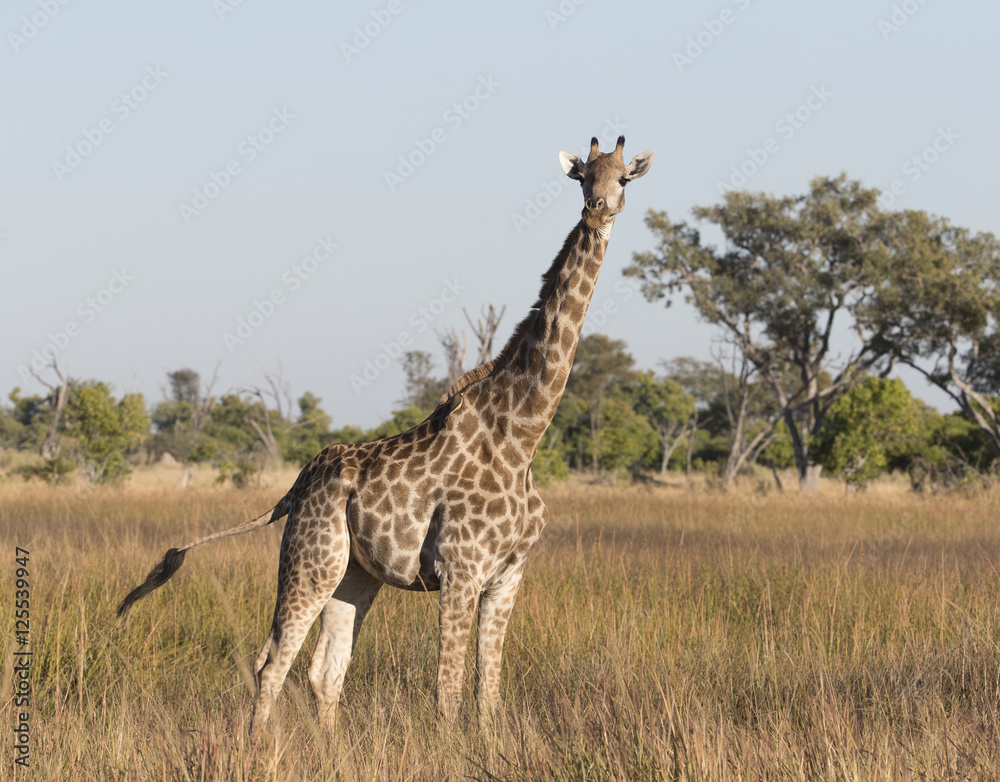 Fototapeta premium Angolian Giraffe in Savuti Botswana