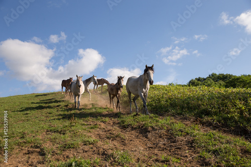 Fototapeta Naklejka Na Ścianę i Meble -  北海道の馬