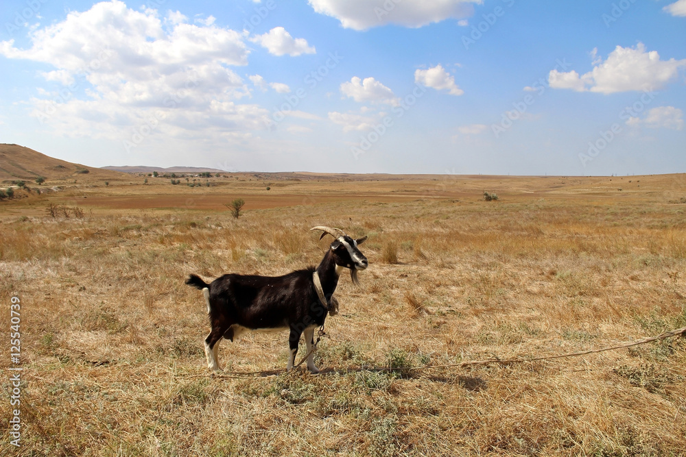 Black goat on the field in autumn. Black goat on the field in autumn.