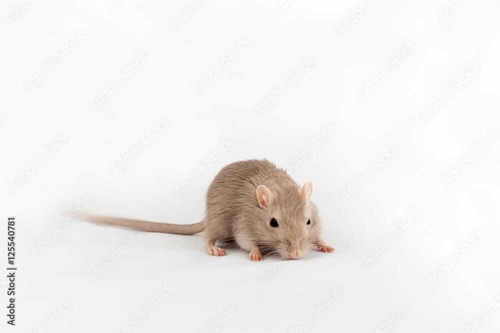 gray mouse gerbil gray mouse gerbil