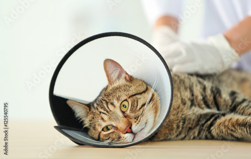 Fototapeta Naklejka Na Ścianę i Meble -  Veterinarian doctor with cat in a cone at a vet clinic
