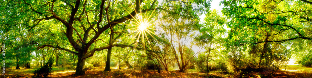 Wald Panorama mit Sonne - obrazy, fototapety, plakaty 