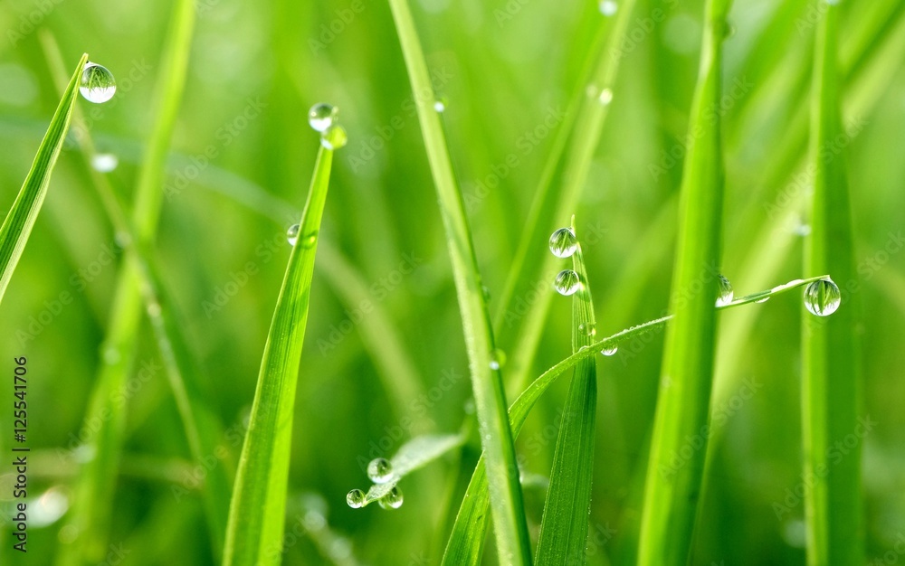 Fototapeta premium gorgeous green grass with water drops in the morning, photographed at close range