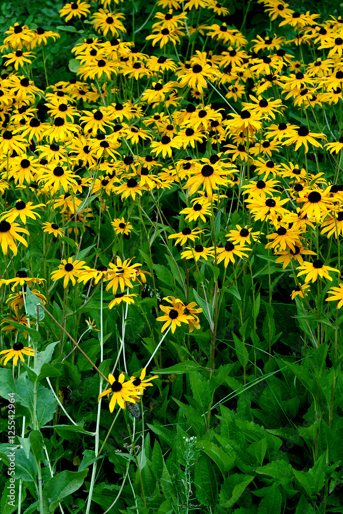Fototapeta premium daisies flowers yellow