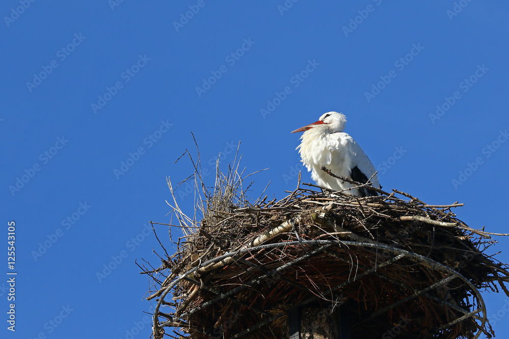White stork, Ciconia ciconia, stands proudly in its nest against clear blue skies White stork, Ciconia ciconia, stands proudly in its nest against clear blue skies