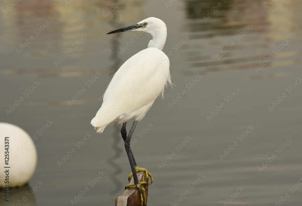 Obraz premium The Great Egret ( Ardea alba ). White heron standing on a stump in marina.