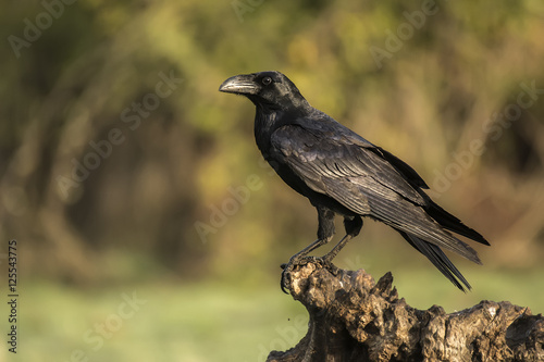 corvos corax, raven