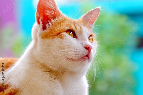 Cute cat look like thinking about something, maybe trying understand their environment,  with cute expression
