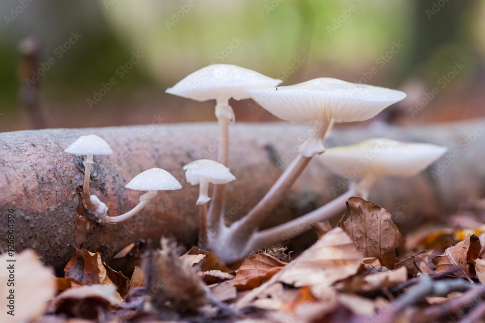Porcelain fungus (Oudemansiella mucida) Porcelain fungus (Oudemansiella mucida)