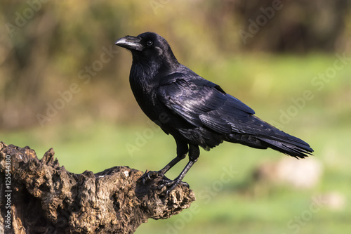 Corvus corax, raven