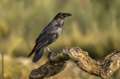 corvus corax, raven